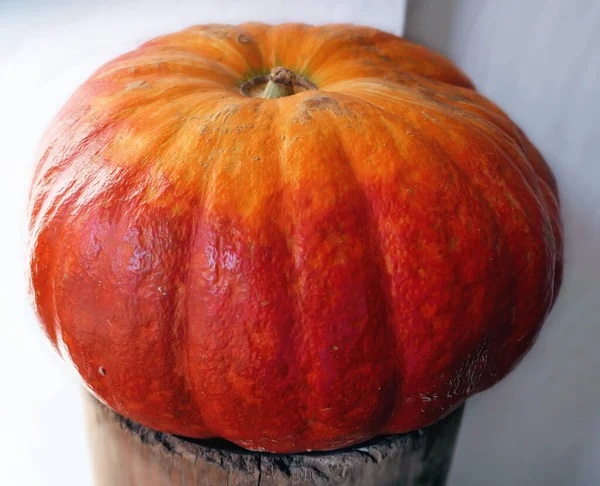 Oranje Decoratieve Pompoen Houten Podium Een Hoek Tegen Witte Muur — Stockfoto