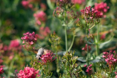 Macroglossum stellatarum pembe çiçeklerin yanında asılı..