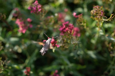 Macroglossum stellatarum pembe çiçeklerin yanında asılı..