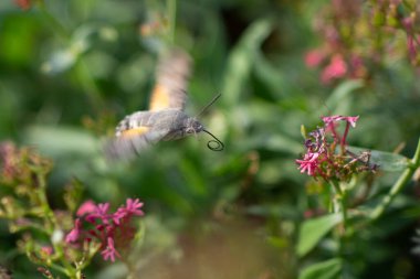 Macroglossum stellatarum pembe çiçeklerin yanında asılı..