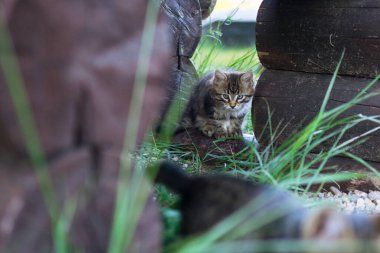 Küçük tüylü kedi yavrusu ahşap bir evin yanında oturuyor..