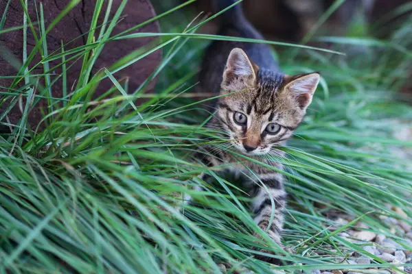 Kleine Kätzchen Spielen Sommer Gras — Stockfoto