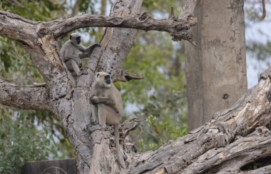 Jim Corbett, Jim Corbett, Jim Corbett Ulusal Parkı 'ndaki Hint Maymunları (Macaca mulatta) 