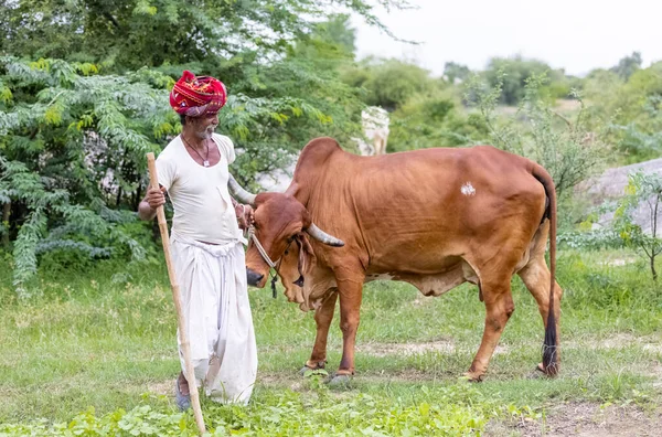 Jawai, Rajasthan, Hindistan - Eylül 2021: Jawai sahasında, ulusal başlık ve geleneksel beyaz elbise ve kırmızı sarıklı Rabari etnik grubunun yaşlı bir adamının portresi.