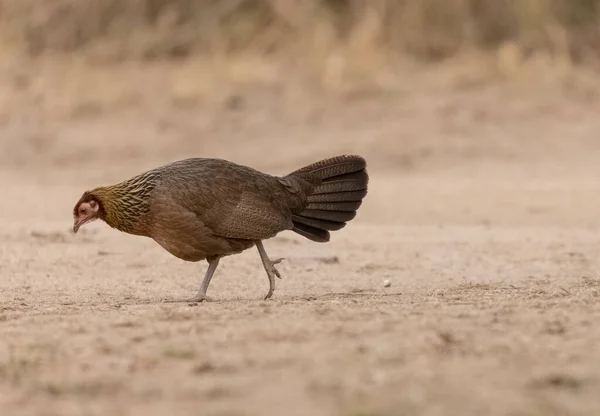 Džungle Fowl Gallus Samice Ptáka Lese Sattal Uttarakhand — Stock fotografie