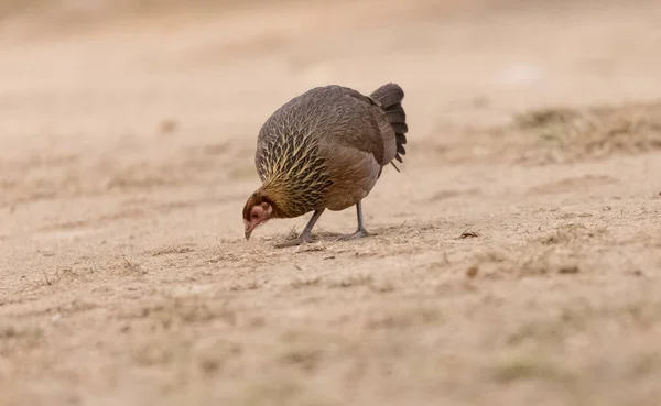 ウッタラーカンド州サタルの森の中のジャングル フクロウ ガラス の雌鳥 — ストック写真