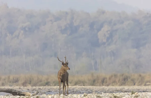 Самбарский Олень Rusa Unicolor Прогуливается Реки Лесу Национального Парка Джим — стоковое фото