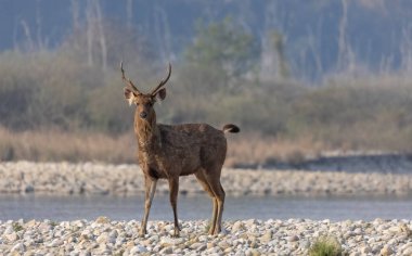 Sambar geyiği (Rusa unicolor) Jim Corbett Ulusal Parkı 'nda nehir kenarında yürüyor..