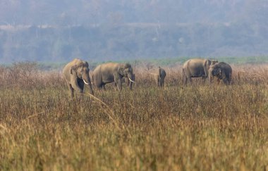Jim Corbett Ulusal Parkı 'ndaki Hint fil sürüsü (Elephas maximus indicus).