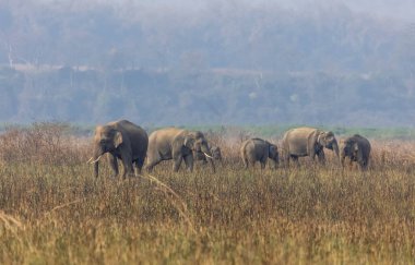 Jim Corbett Ulusal Parkı 'ndaki Hint fil sürüsü (Elephas maximus indicus).