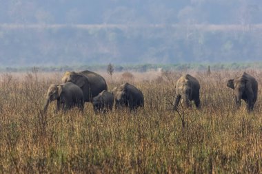 Jim Corbett Ulusal Parkı 'ndaki Hint fil sürüsü (Elephas maximus indicus).