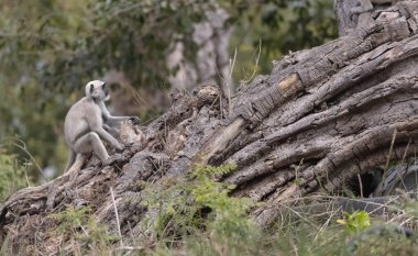 Jim Corbett, Jim Corbett, Jim Corbett Ulusal Parkı 'ndaki Hint Maymunu (Macaca mulatta) 