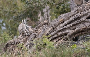 Jim Corbett, Jim Corbett, Jim Corbett Ulusal Parkı 'ndaki Hint Maymunu (Macaca mulatta) 