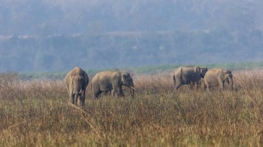 Jim Corbett Ulusal Parkı 'ndaki Hint fil sürüsü (Elephas maximus indicus).