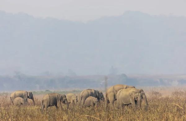 Αγέλη Ινδικών Ελεφάντων Elephas Maximus Indicus Στο Δάσος Του Εθνικού — Φωτογραφία Αρχείου