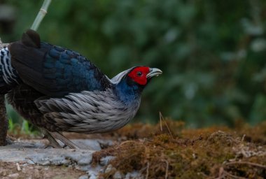Kalij Sülünü (Lophura lömelanos) Sattal, Uttarakhand 'da tünemektedir.