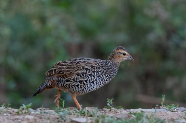 Siyah Frankolin dişi kuşu Sattal 'da fotoğraflandı
