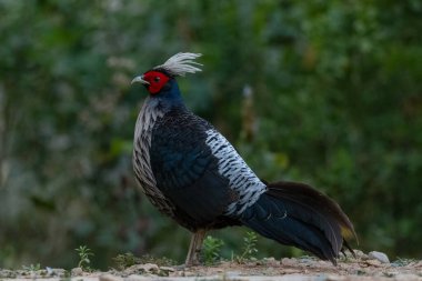 Kalij Sülünü (Lophura lömelanos) Sattal, Uttarakhand 'da tünemektedir.