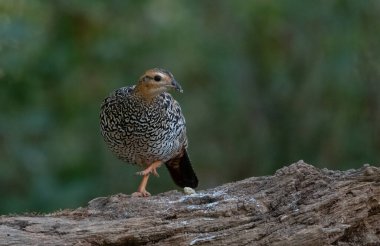 Siyah Frankolin dişi kuşu Sattal 'da fotoğraflandı