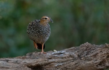 Siyah Frankolin dişi kuşu Sattal 'da fotoğraflandı