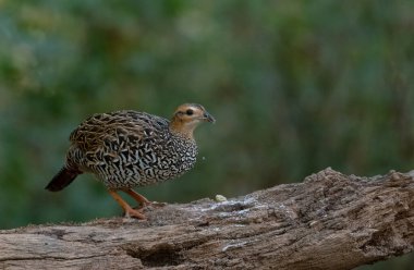 Siyah Frankolin dişi kuşu Sattal 'da fotoğraflandı