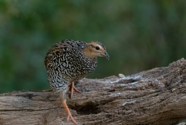 Siyah Frankolin dişi kuşu Sattal 'da fotoğraflandı