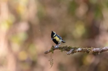 Himalayan Black-Lored Tit (Parus xanthogenys) bird perching on tree in Sattal