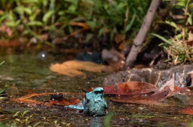 Verditer Flycatcher (Eumyias thalassinus) kuşu Sattal, Hindistan 'da suda banyo yapıyor.
