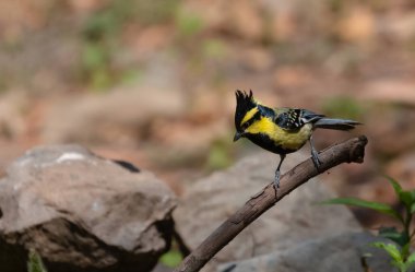 Himalayan Black-Lored Tit (Parus xanthogenys) bird perching on tree in Sattal