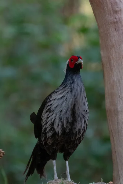 Kalij Pheasant Lophura Leucomelanos Σκαρφαλώνοντας Στο Sattal Uttarakhand — Φωτογραφία Αρχείου