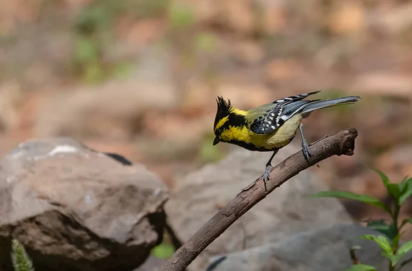 Himalayan Black Lored Tit Parus Xanthogenys Bird Perching Tree Sattal — Stok fotoğraf