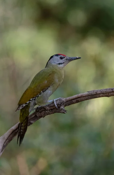 Grey Headed Woodpecker Picus Canus Bird Sattal India — 图库照片