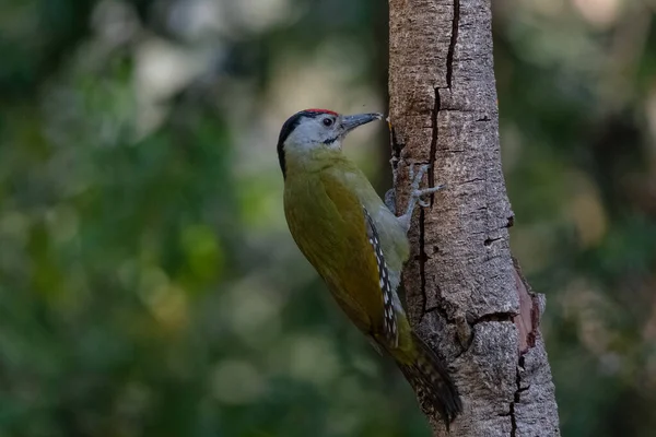 Grey Headed Woodpecker Picus Canus Bird Sattal India — Foto Stock