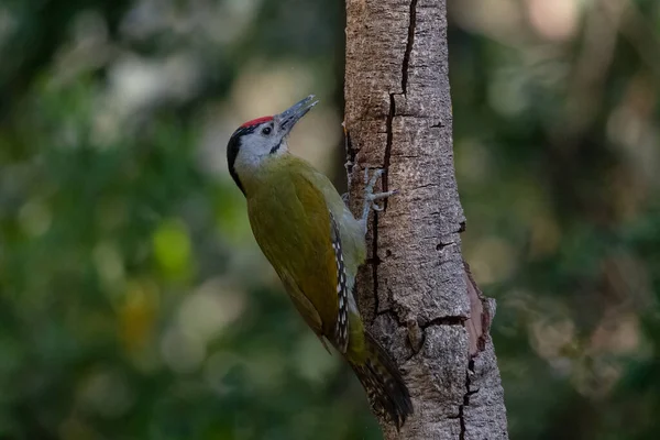 Grey Headed Woodpecker Picus Canus Bird Sattal India — Stockfoto