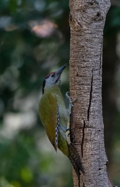 Grey Headed Woodpecker Picus Canus Bird Sattal India — Foto Stock