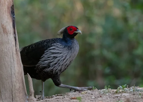 Kalij Pheasant Lophura Leucomelanos Perching Sattal Uttarakhand — Foto Stock