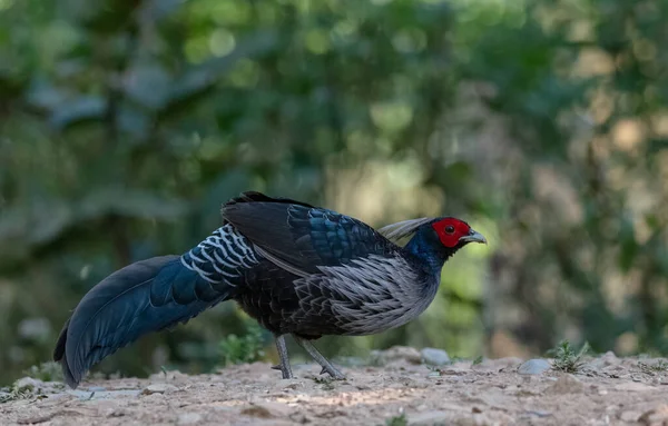 Kalij Pheasant Lophura Leucomelanos Σκαρφαλώνοντας Στο Sattal Uttarakhand — Φωτογραφία Αρχείου