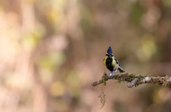 Himalayan Black Lored Tit Parus Xanthogenys Bird Perching Tree Sattal — Fotografia de Stock