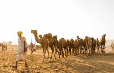 Puşkar, Rajasthan, Hindistan - Ekim 2017: Deve tüccarları develerini develeri satmak için deve panayırındaki kumlara götürdüler