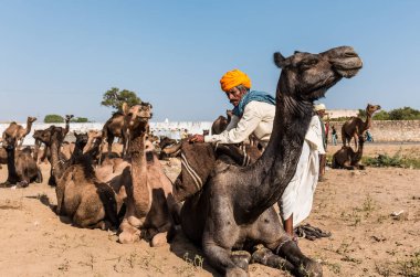 PUSHKAR, RAJASTHAN / INDIA - Kasım 2019: Pushkar fuarında tüccarlarıyla birlikte develer