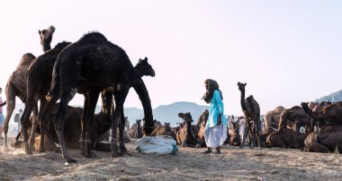 PUSHKAR, RAJASTHAN / INDIA - Kasım 2019: Pushkar fuarında tüccarlarıyla birlikte develer