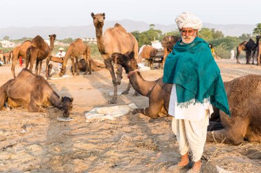 PUSHKAR, RAJASTHAN / INDIA - Kasım 2019: Pushkar fuarında tüccarlarıyla birlikte develer