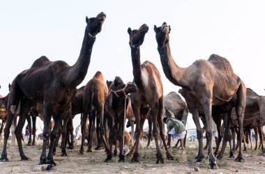 PUSHKAR, RAJASTHAN / INDIA - Kasım 2019: Pushkar fuarında develerin ve tüccarların panayırda portresi