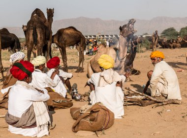 PUSHKAR, RAJASTHAN / INDIA - Kasım 2019: Pushkar fuarında tüccarlarıyla birlikte develer