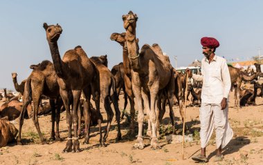 PUSHKAR, RAJASTHAN / INDIA - Kasım 2019: Pushkar fuarında tüccarlarıyla birlikte develer