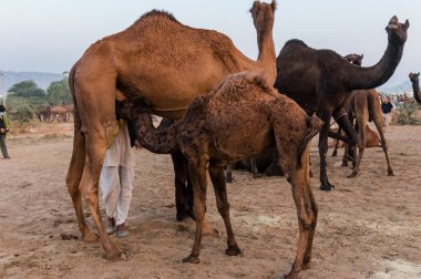 PUSHKAR, RAJASTHAN / INDIA - Kasım 2019: Pushkar fuarında tüccarlarıyla birlikte develer