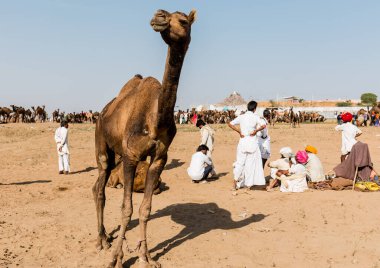 PUSHKAR, RAJASTHAN / INDIA - Kasım 2019: Pushkar fuarında tüccarlarıyla birlikte develer