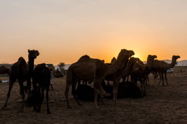 Puşkar, Rajasthan, Hindistan - Ekim 2017 - Pushkar Deve Fuarı 'nda yerel halk, deve tüccarları ve develer