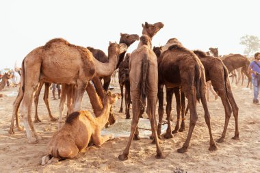 PUSHKAR, RAJASTHAN / INDIA - Kasım 2019: Pushkar fuarında tüccarlarıyla birlikte develer