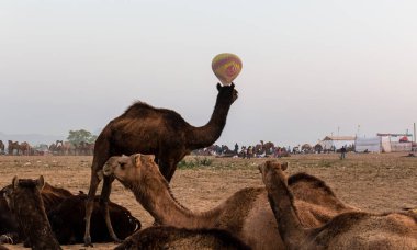 PUSHKAR, RAJASTHAN / INDIA - Kasım 2019: Pushkar Deve Fuarı 'nda develer